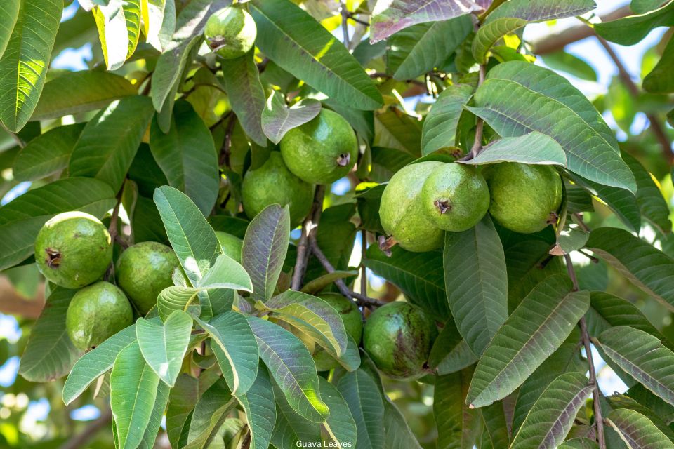 Health Benefits Of Guava Leaves